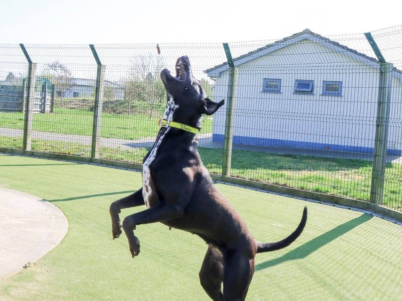 Pippa - Image 5 of 8