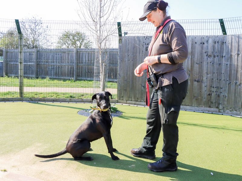 Pippa - Image 7 of 8