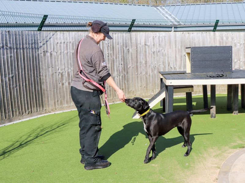 Pippa - Image 8 of 8