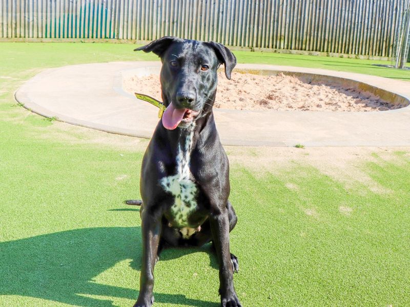 undefined | Retriever (Labrador) Cross | undefined - 2