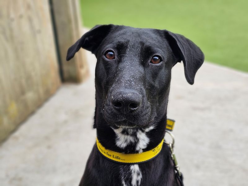 undefined | Retriever (Labrador) Cross | undefined - 7
