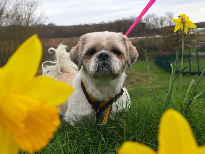 Shih Tzu Dogs And Puppies For Adoption