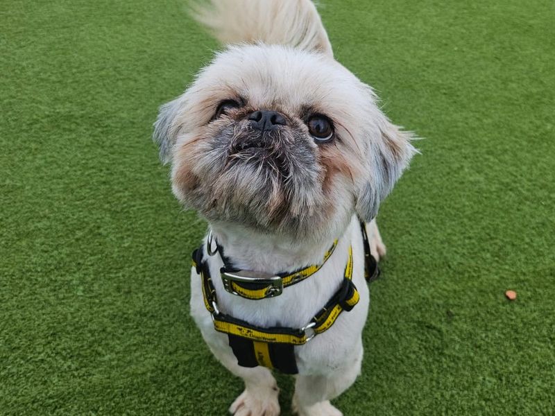 Shih Tzu Dogs And Puppies For Adoption