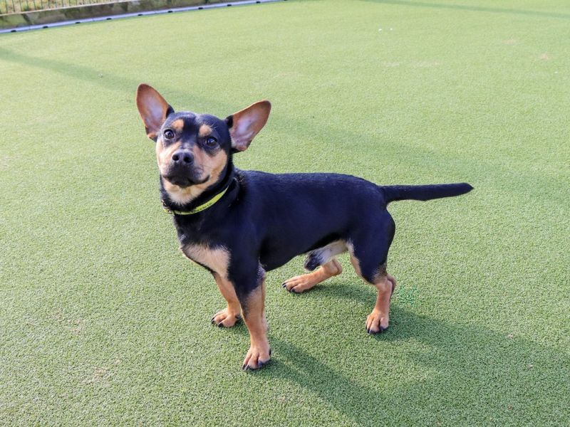 Jack Russell Terrier for adoption in Evesham, Worcestershire – 1 year old - Image 4 of 7