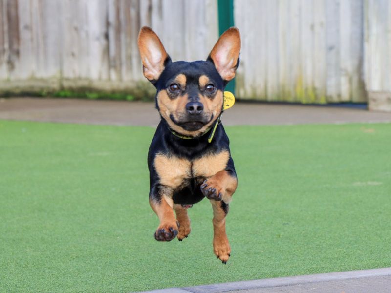Jack Russell Terrier for adoption in Evesham, Worcestershire – 1 year old - Image 5 of 7
