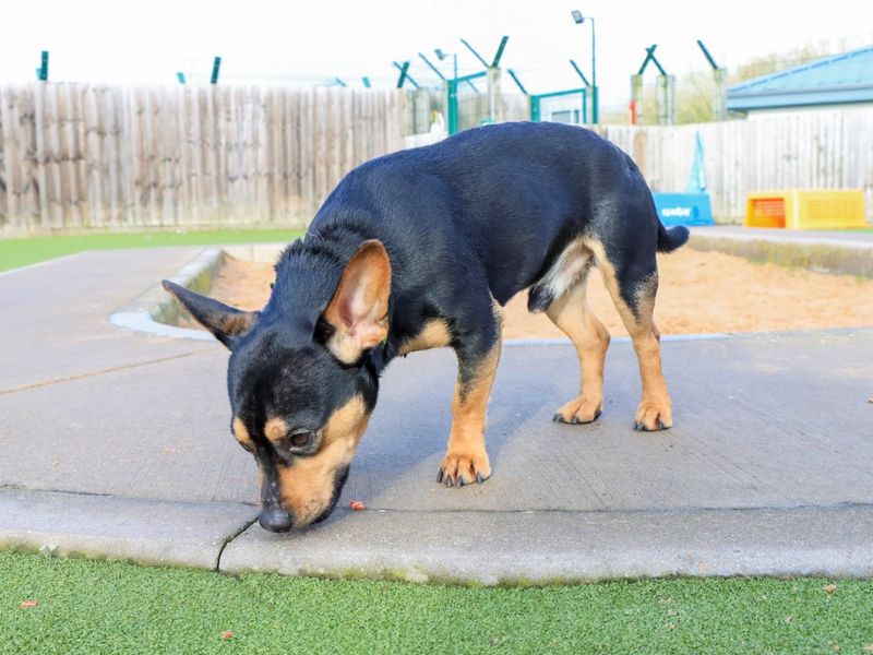 Jack Russell Terrier for adoption in Evesham, Worcestershire – 1 year old - Image 6 of 7