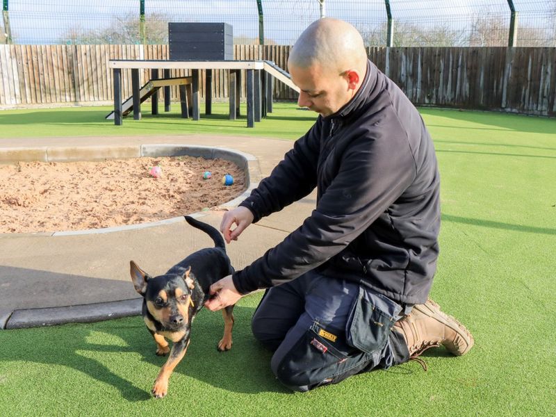 Jack Russell Terrier for adoption in Evesham, Worcestershire – 1 year old - Image 7 of 7