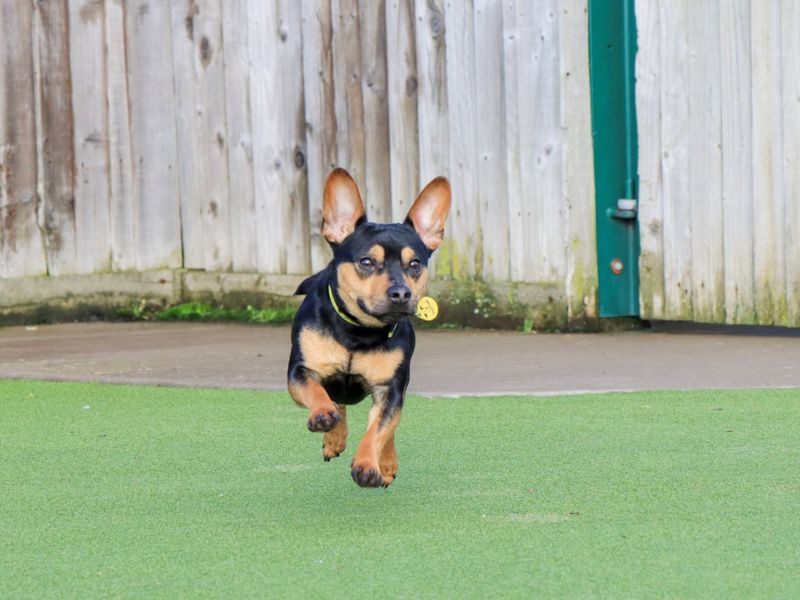 Jack Russell Terrier for adoption in Evesham, Worcestershire – 1 year old - Image 3 of 7