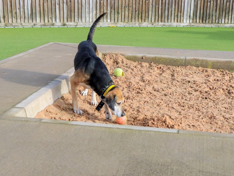 Tredwell, a 8 years old male Foxhound available for adoption from Dogs Trust in Evesham, West Midlands