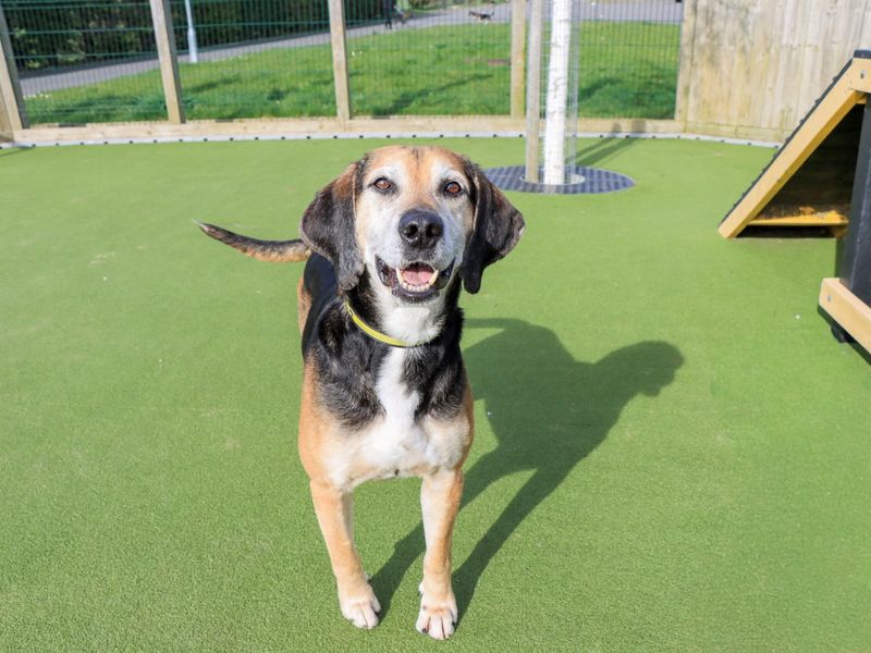 Rocko | Foxhound | Evesham (Worcestershire) - 7