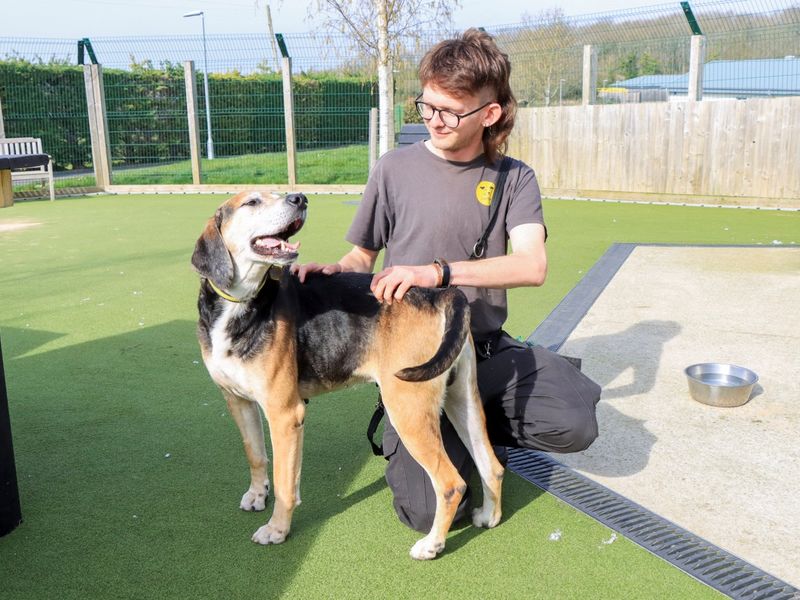 Rocko | Foxhound | Evesham (Worcestershire) - 1