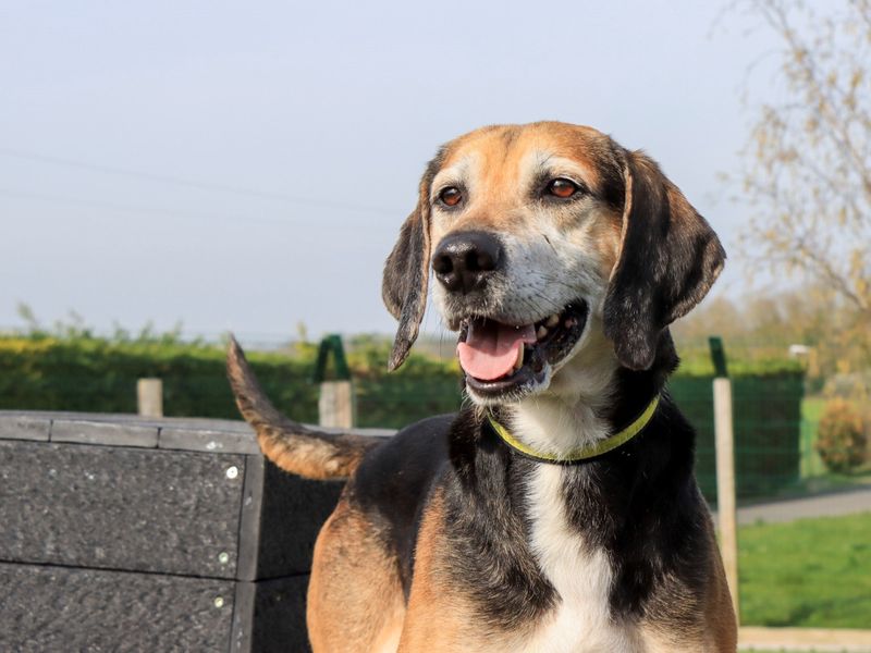 Rocko | Foxhound | Evesham (Worcestershire) - 11