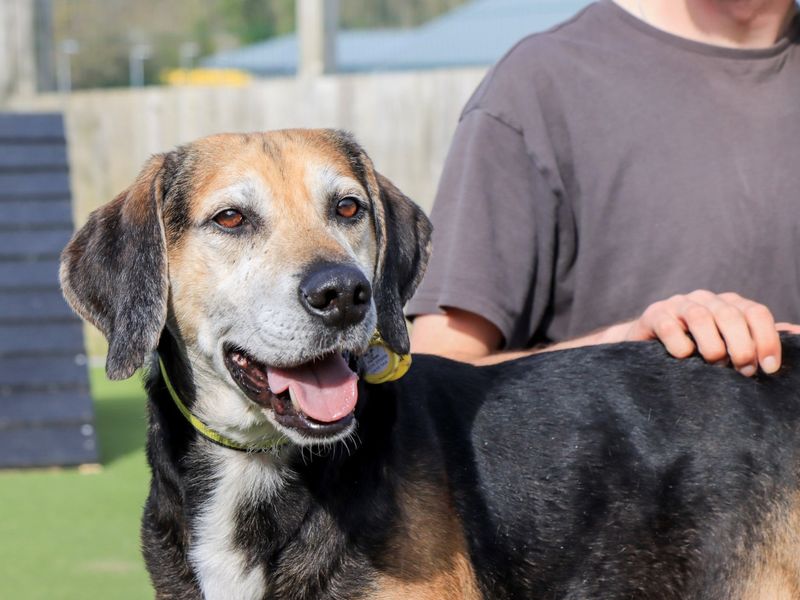 Rocko | Foxhound | Evesham (Worcestershire) - 5