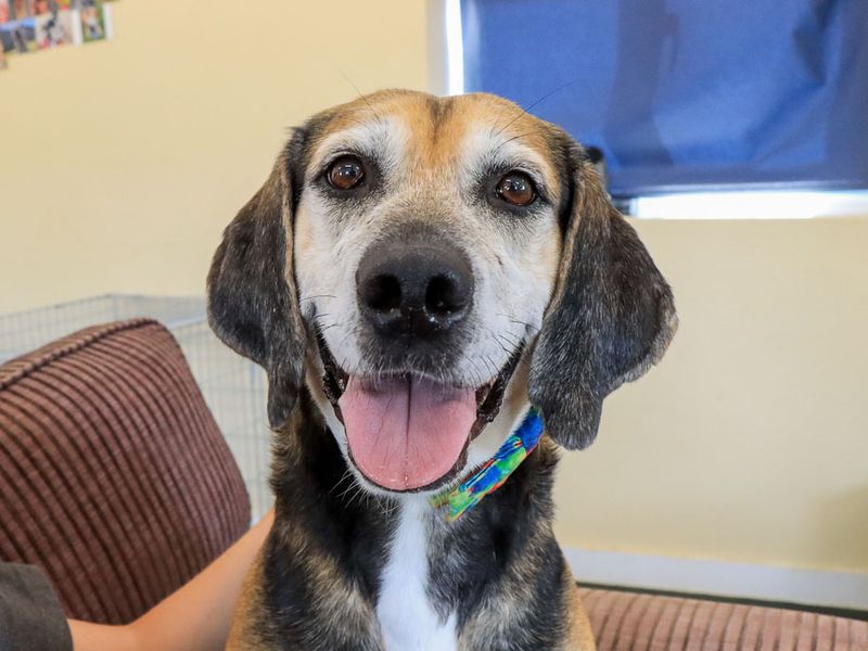 Rocko | Foxhound | Evesham (Worcestershire) - 8