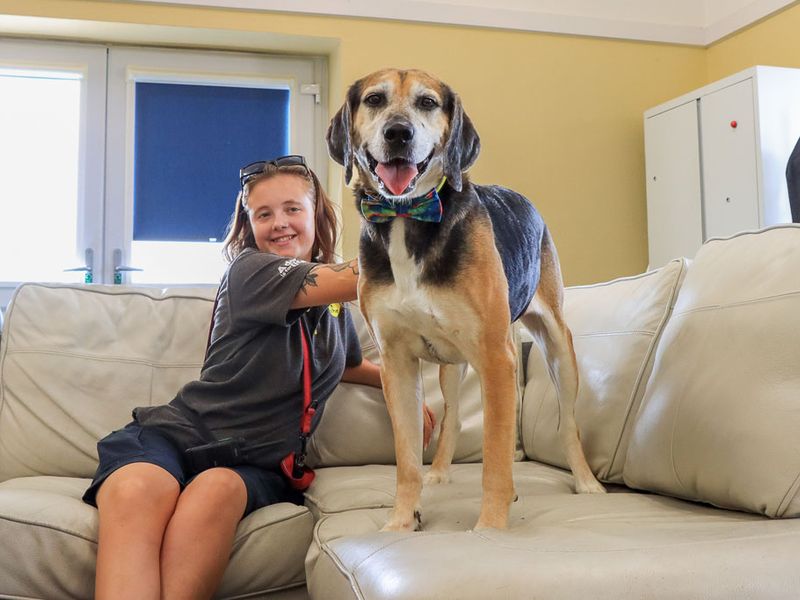 Rocko | Foxhound | Evesham (Worcestershire) - 9