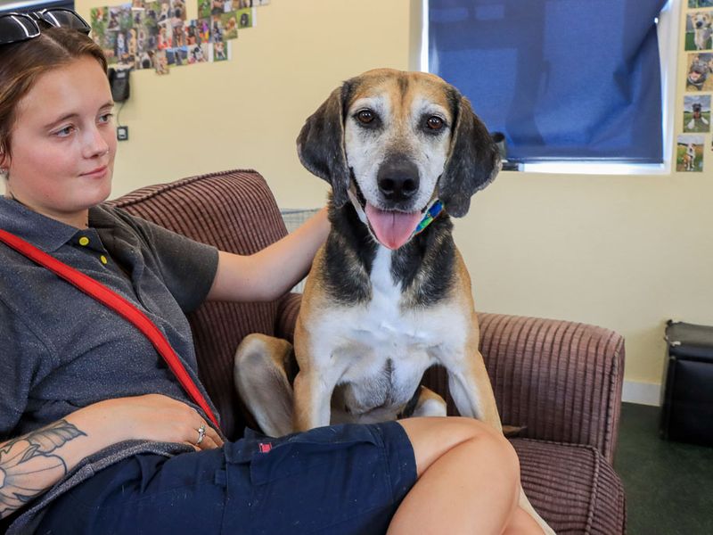 Rocko | Foxhound | Evesham (Worcestershire) - 2