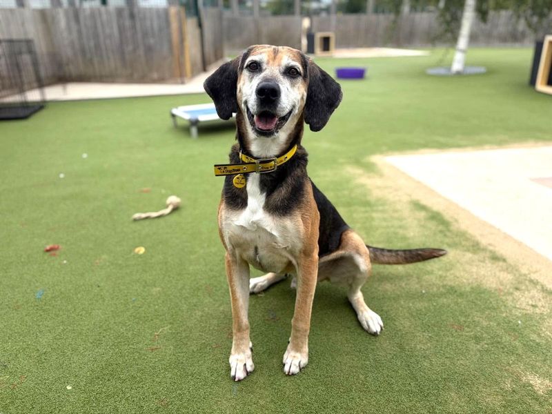 Rocko | Foxhound | Evesham (Worcestershire) - 3