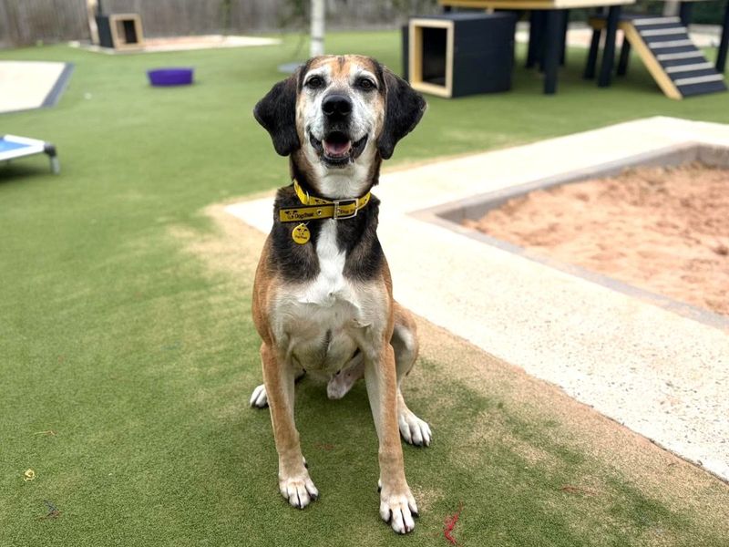 Rocko | Foxhound | Evesham (Worcestershire) - 10