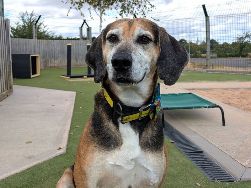 Rocko | Foxhound | Evesham (Worcestershire) - 4