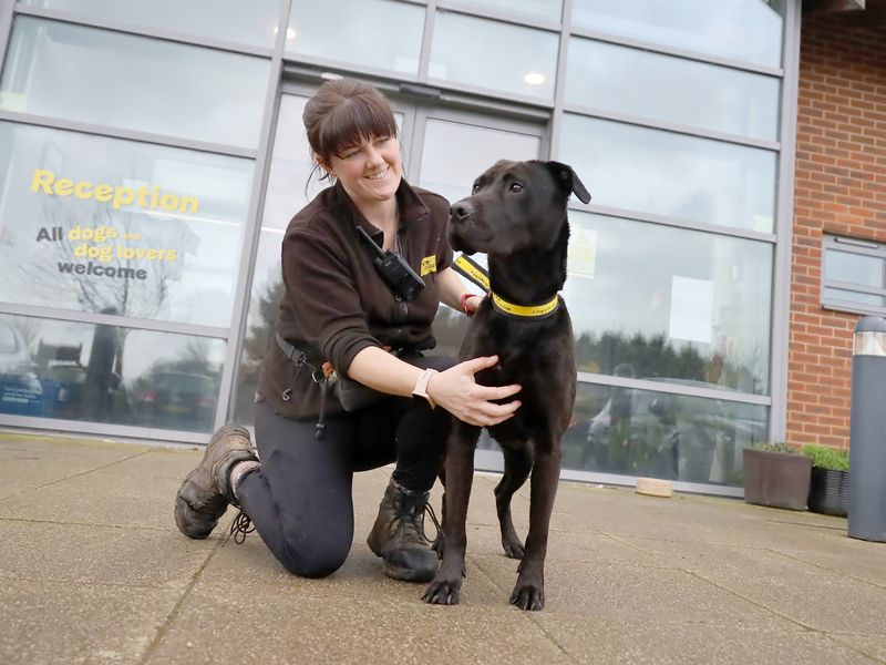Olive | Retriever (Labrador) | Leeds - 2