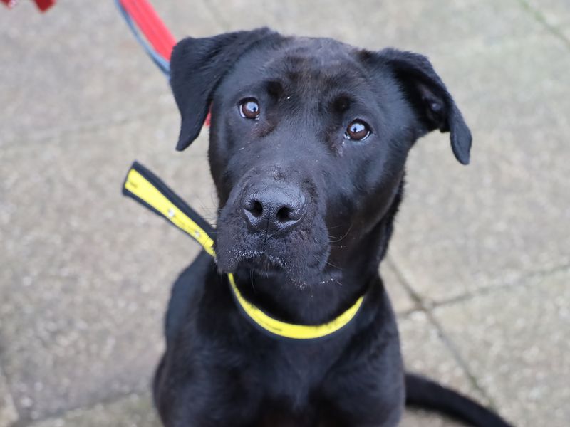 Olive | Retriever (Labrador) | Leeds - 1