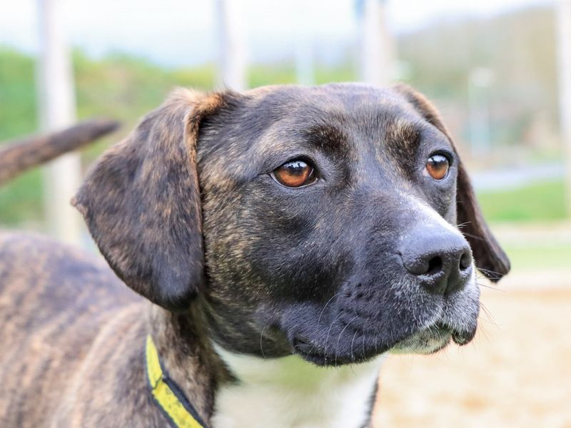 Polly, a 2 years old female Unknown available for adoption from Dogs Trust in Evesham, West Midlands