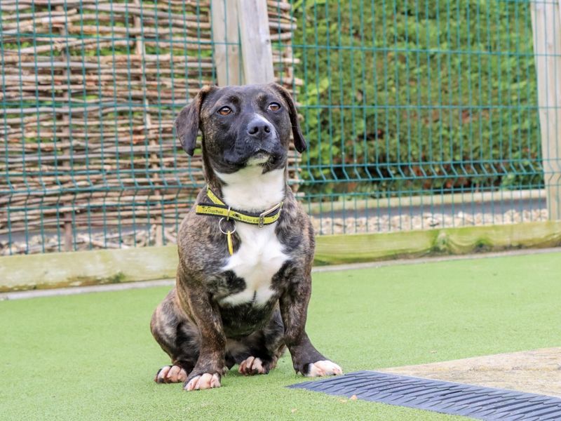 Polly - Image 2 of 5