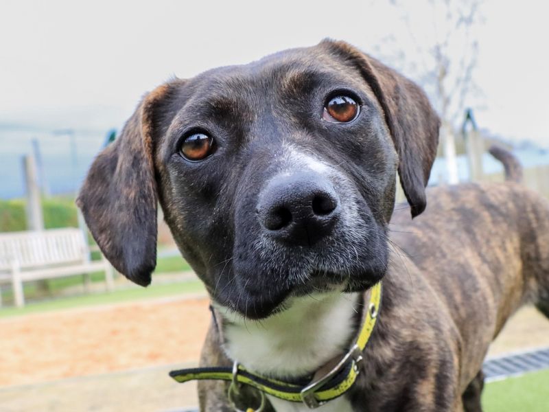 Polly - Image 5 of 5