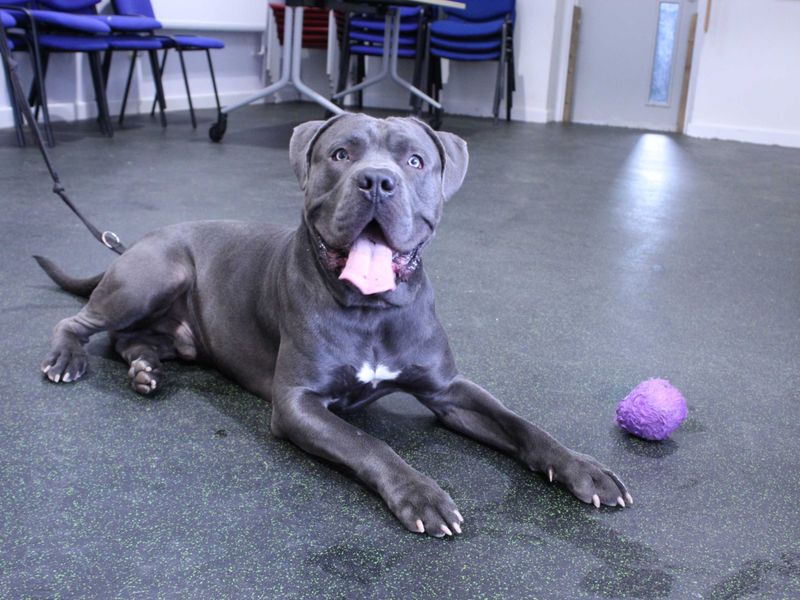 Deekan - Image 5 of 8