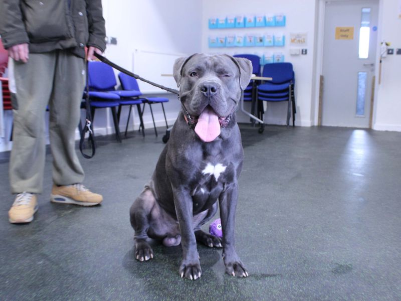 Deekan | Italian Corso Dog Cross | Newbury (Berkshire) - 1