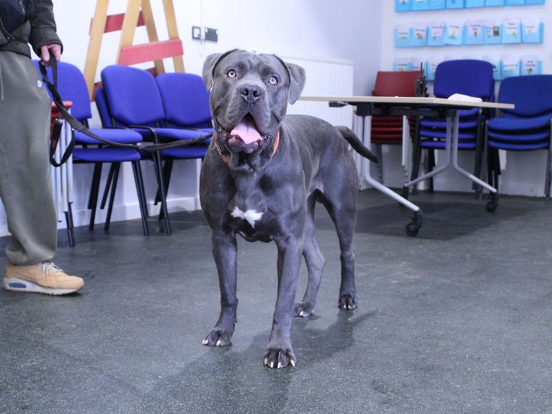 Deekan - Image 4 of 8