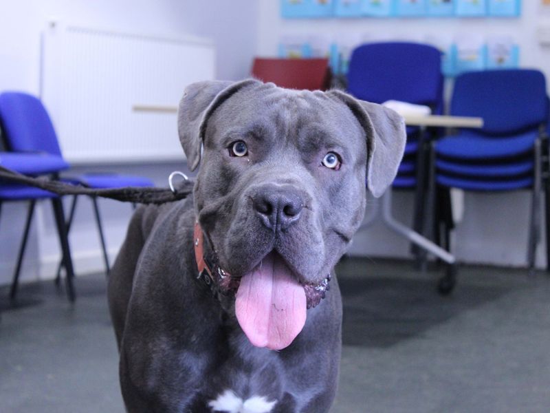 Deekan - Image 2 of 8