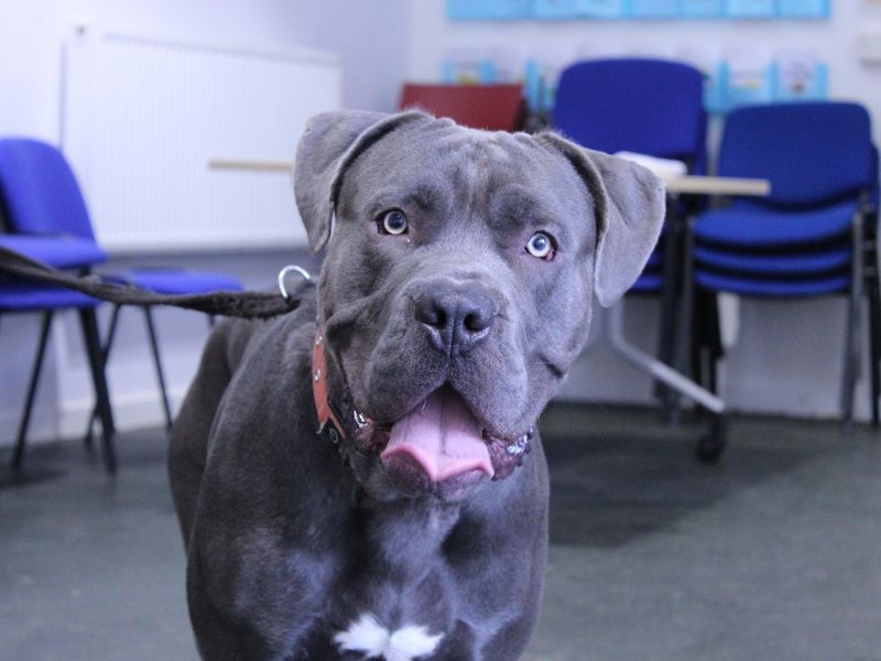 Deekan - Image 7 of 8