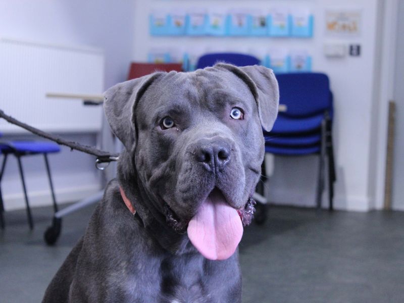 Deekan - Image 8 of 8