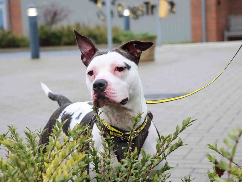 Staffordshire Bull Terrier for adoption in Sadberge, Co Durham – 1 year old