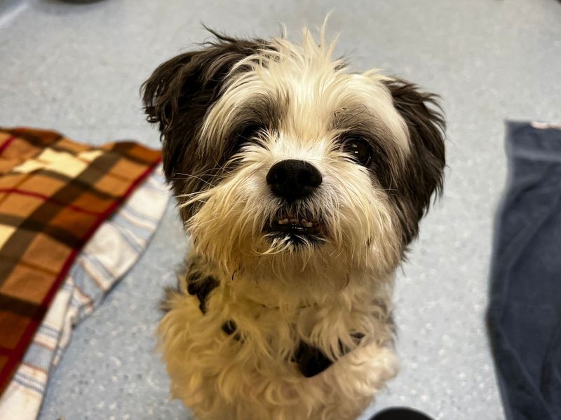 Bandit - Image 3 of 5