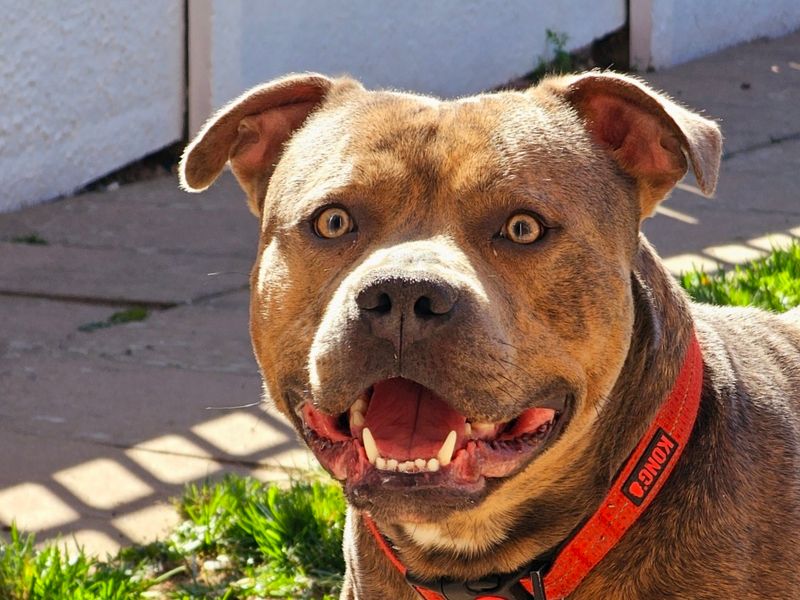 Staffordshire Bull Terrier for adoption in Evesham, Worcestershire – 2 years old