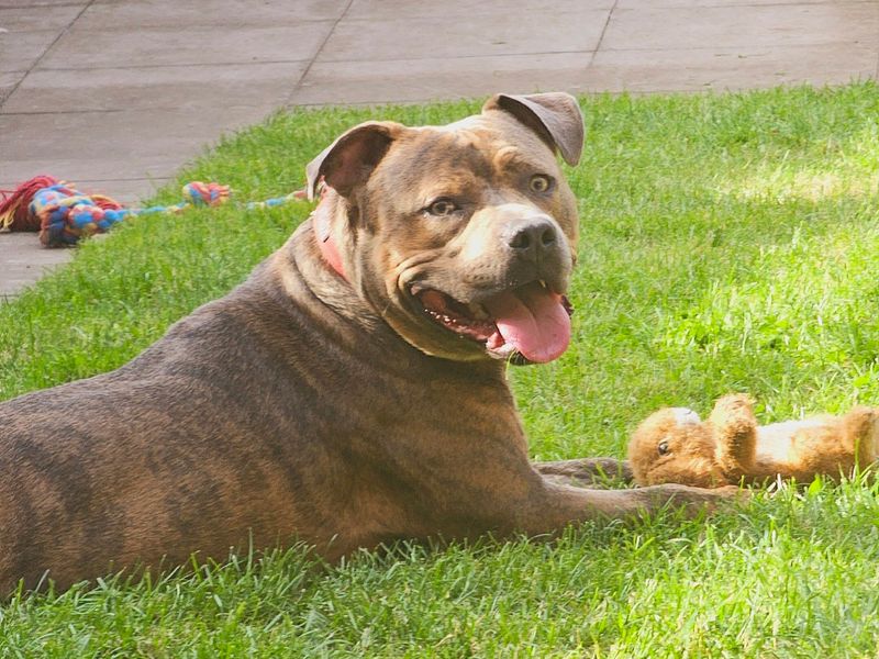Chase, a 4 years old male Staffordshire Bull Terrier available for adoption from Dogs Trust in Evesham, West Midlands