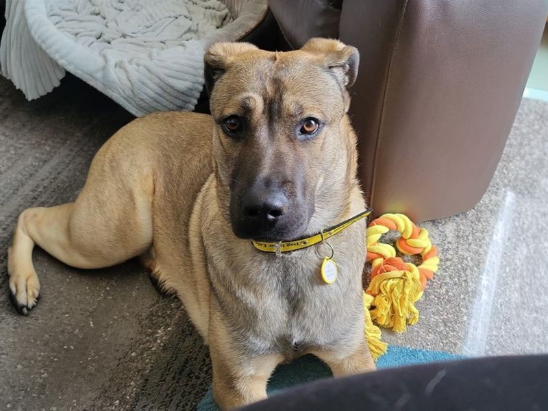 Roxy | German Shepherd Dog Cross | Basildon (Essex) - 1