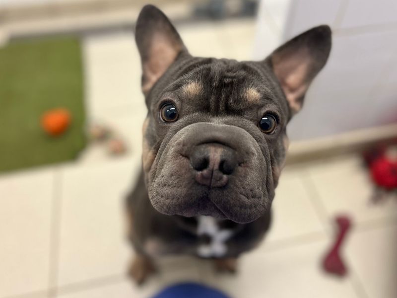 Blue | French Bulldog | Harefield West London - 3