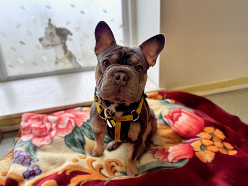 French Bulldog Dogs And Puppies For Adoption