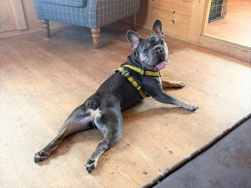 Blue | French Bulldog | Harefield West London - 1