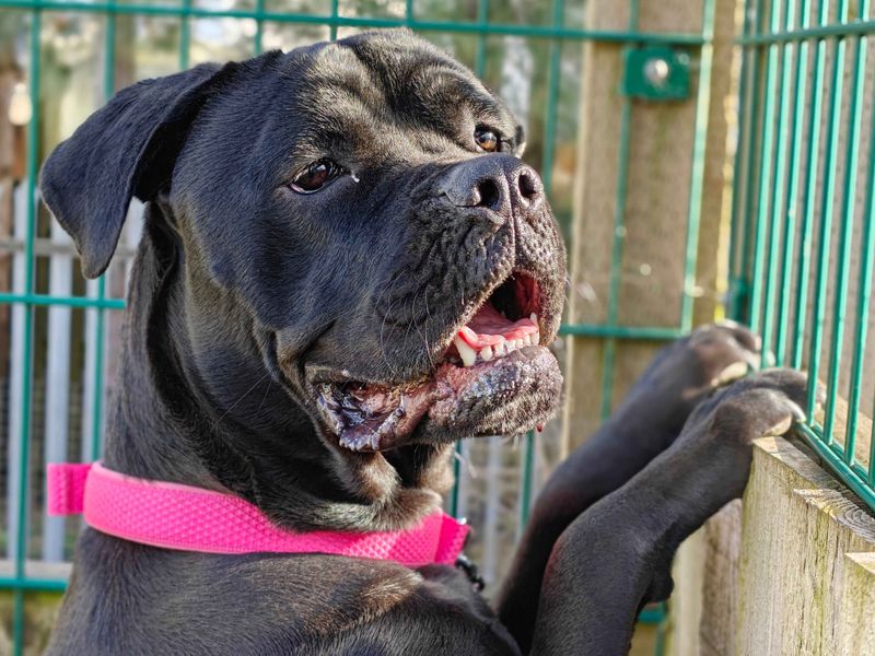 Ginny, a 2 years old female Unknown available for adoption from Dogs Trust in Splott, Wales