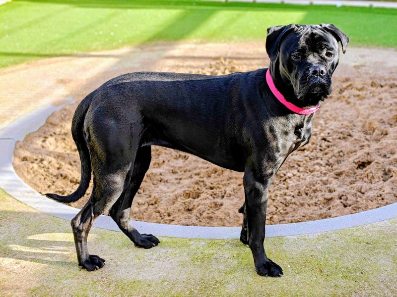 Ginny, a 2 years old female Cane Corso available for adoption from Dogs Trust in Splott, Wales