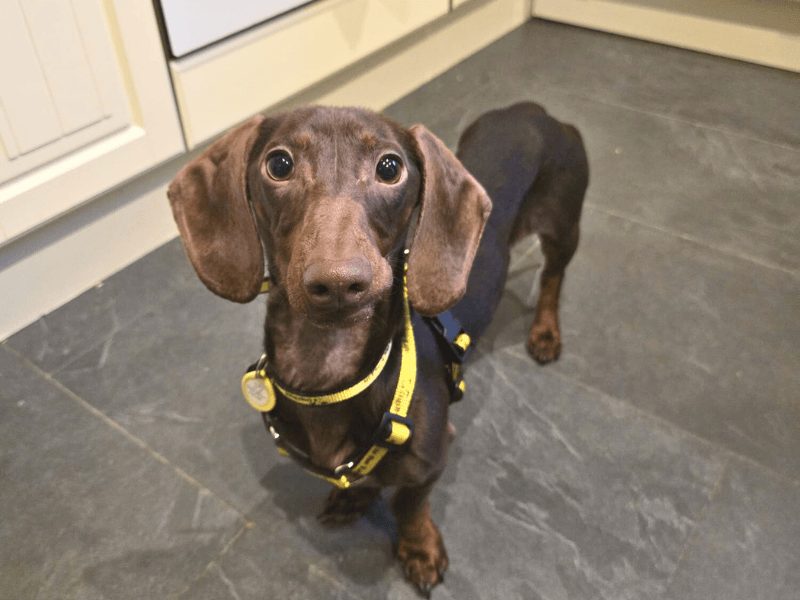 Barney - Image 2 of 6