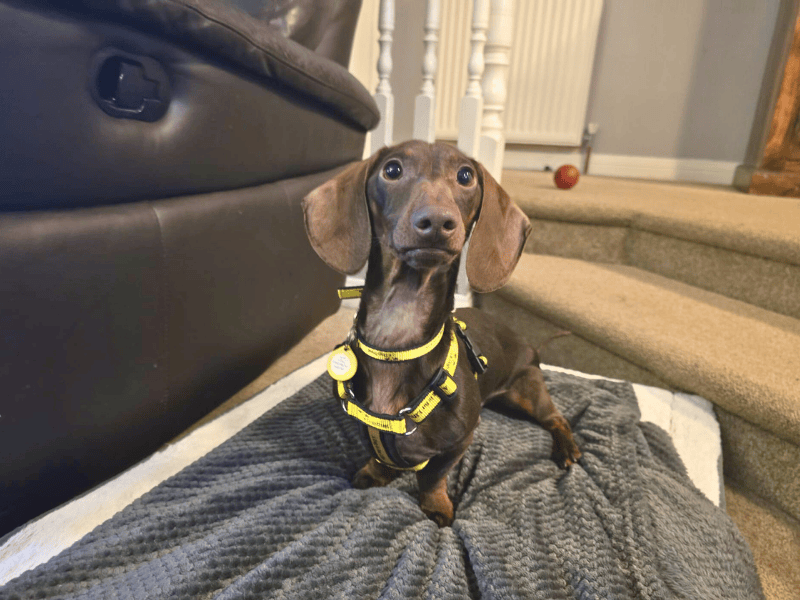 Barney - Image 3 of 6