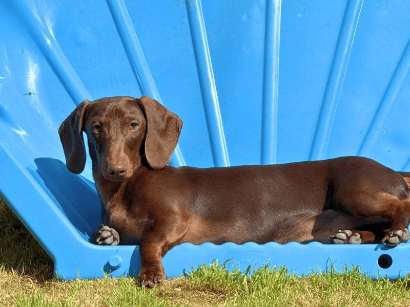 Barney - Image 4 of 6