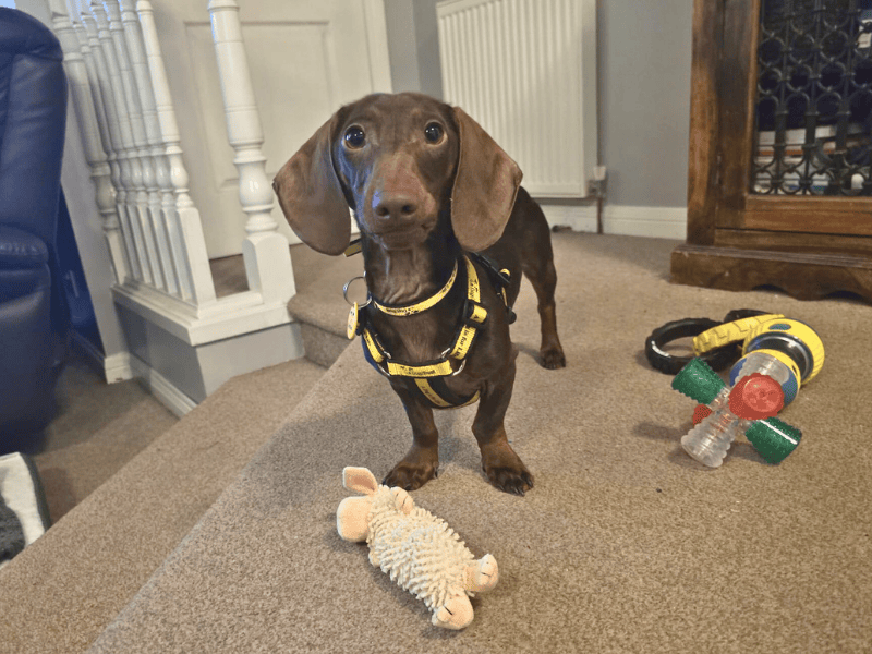 Barney - Image 6 of 6