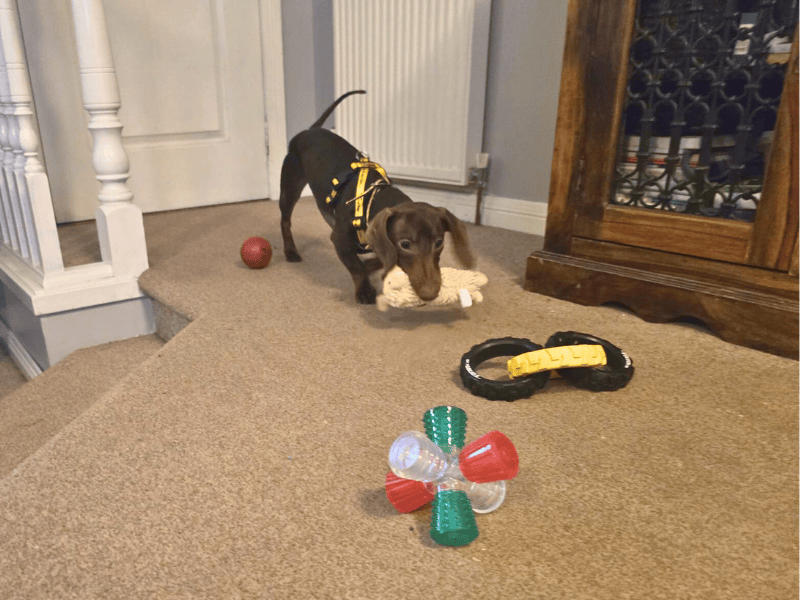 Barney - Image 5 of 6