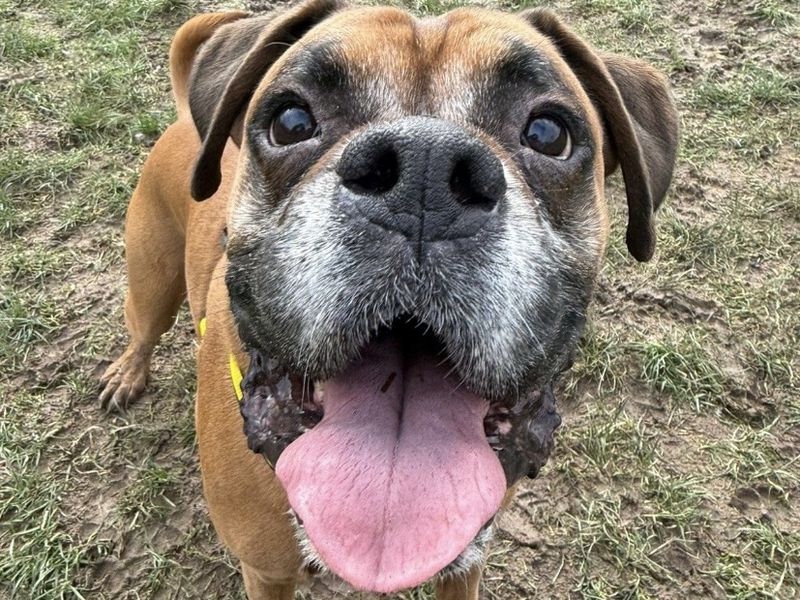 Mina And Ray, a 6 years old female Pointer available for adoption from Dogs Trust in Shrewsbury, Shropshire